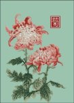 (image for) Japanese Chrysanthemum Double Red White
